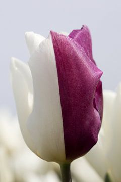 een closeup van een paars witte tulp van W J Kok