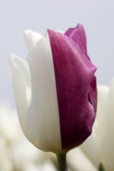un gros plan d'une tulipe violette et blanche par W J Kok