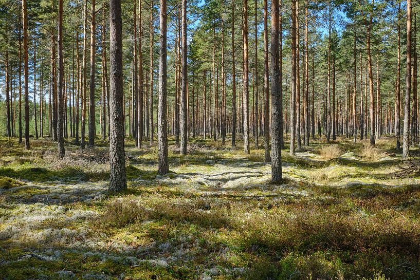 Sweden 266 by Geertjan Plooijer