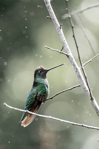 Rustige Glim - Kolibrie in de Ochtendmist