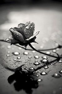 Monochrome Impressions No 4