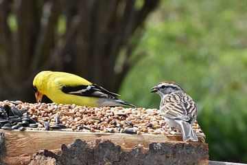Des oiseaux à la mangeoire du jardin au  printemps sur Claude Laprise