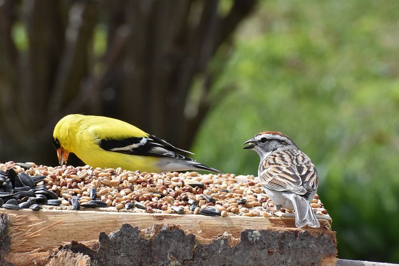 Birds at the feeder by Claude Laprise