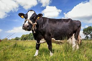 Hollandse koe in het veld sur Dennis van de Water