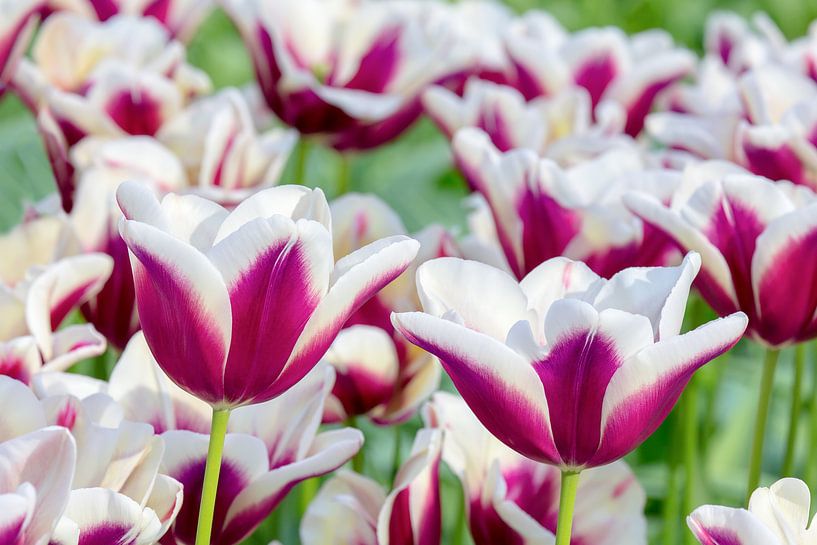 Purple with white tulips in flowers field near Keukenhof Holland by Ben Schonewille