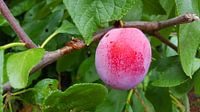 Plum in the tree