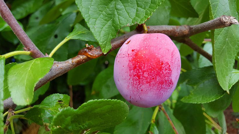 Plum in the tree by I Keukens