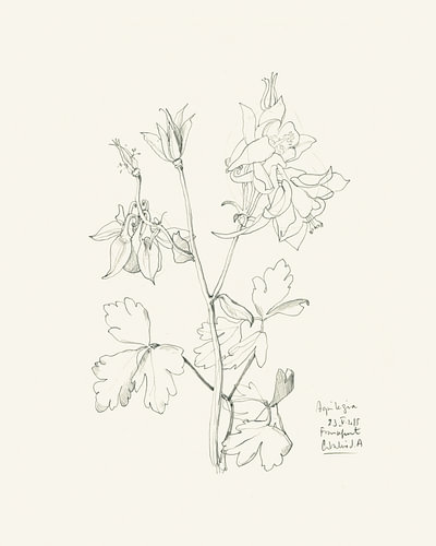 Botanische tekening van een akelei