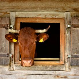 Brown cow looks out of the barn on the mountain hut by Christian Peters