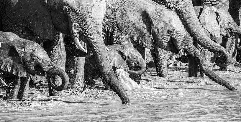 Dorst - olifanten slurven van Sharing Wildlife