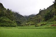Rice fields, Indonesia by Dominique Van Gerwen thumbnail