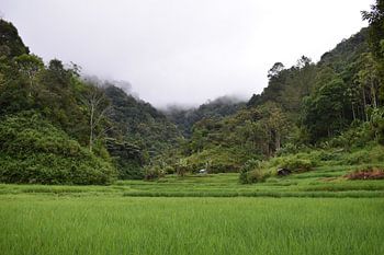 Rice fields, Indonesia