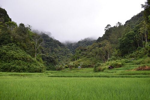 Rice fields, Indonesia