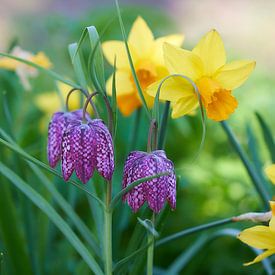 Kievitsbloemen voor narcissen van Ad Jekel