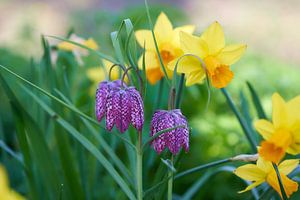 Vanneaux pour jonquilles