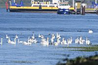 Wedding market Swans