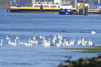 Huwelijksmarkt Zwanen