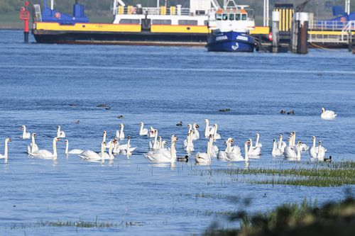 Marché du mariage Swans sur Hans Ammerlaan