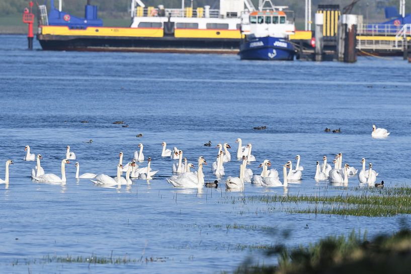 Marché du mariage Swans par Hans Ammerlaan