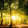 Sonne im Wald von Paul Kipping