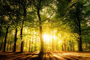 Sonne im Wald von Paul Kipping