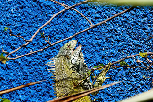 Groene leguaan in Curaçao