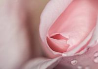 Pink impression