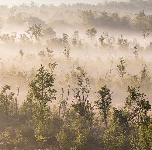 Ochtend in het Korenburger Veen