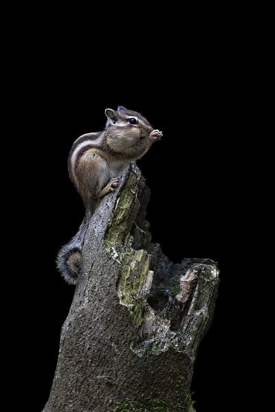 Siberian squirrel by Marieke Deinum