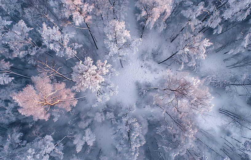 Verschneite Wälder aus der Luft von fernlichtsicht