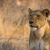 Leeuwin op jacht in afrika van Discover Dutch Nature