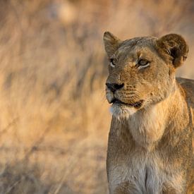 Löwin auf der Jagd`in Afrika von Discover Dutch Nature