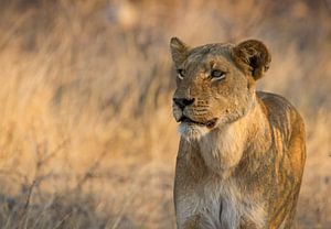 Löwin auf der Jagd`in Afrika von Discover Dutch Nature