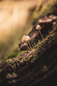 Deux petits champignons perchés sur une vieille souche d'arbre sur Hilco Hoogendam