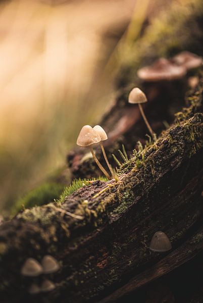 Two small mushrooms perched on an old tree stump by Hilco Hoogendam