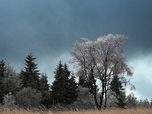 Ein schöner gefrorener Baum auf dem Hohen Venn in Belgien.
