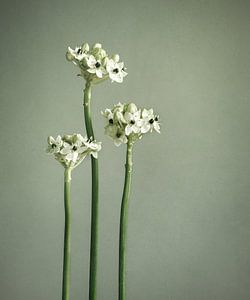 grüner Stiel mit weißen Blüten