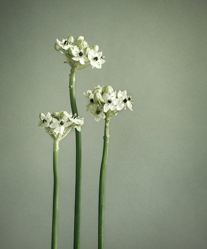 groene steel met witte bloemen