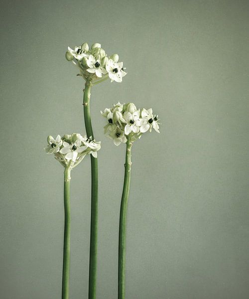 green stem with white flowers by Mariska Vereijken