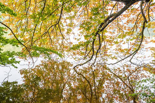 De weerspiegeling van een boom in de herfst in een meer