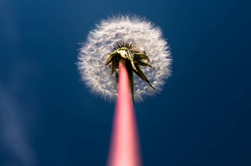 Un tournesol atteint le ciel islandais par Koen Hoekemeijer