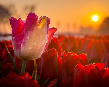 Tulp met dauw tijdens zonsopkomst. van Dennis Werkman