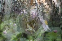 Blumen im Baum
