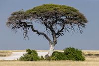 Acaciaboom in Etosha NP