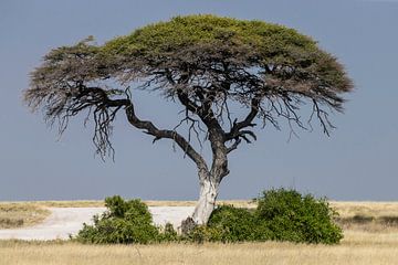 Acaciaboom in Etosha NP van Henri Kok