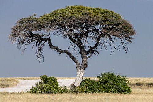 Acaciaboom in Etosha NP