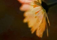daisy by Yvonne Blokland thumbnail