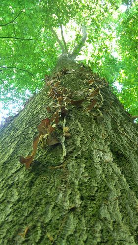 Ansicht von unten nach oben vom Baumstamm aus