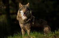 wolf vrouwtje  van Rando Kromkamp thumbnail