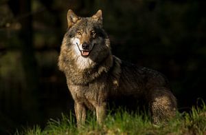 wolf vrouwtje  van Rando Kromkamp